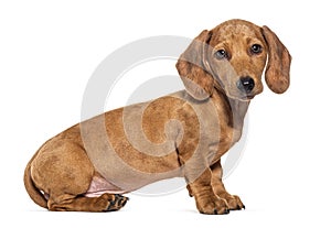 Side view on a Three months old puppy brown shorthair Dachshund dog looking at the camer, sitting , isolated on white photo