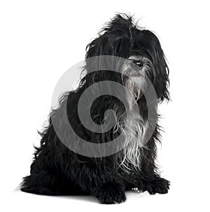 Side view of Tibetan terrier, sitting