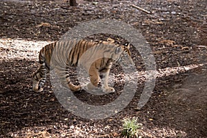 this is a side view of a tiger