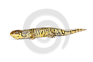 Side view of Tiger Salamander