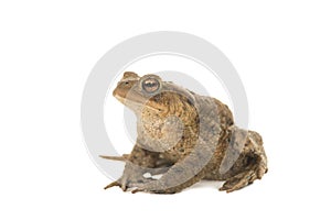 Side view of a toad on a white background