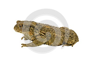 Side view of a toad