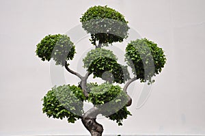 Side view of a topiary bonsai tree