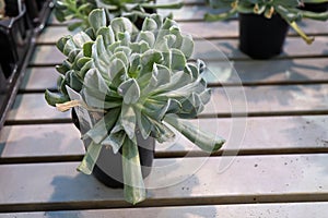 Side view of a Topsy Turvey succulent plant in a pot