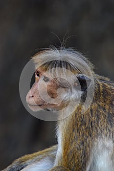 Side view of Toque Macaque, Sri Lanka