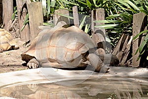 this is a side view of a tortoise