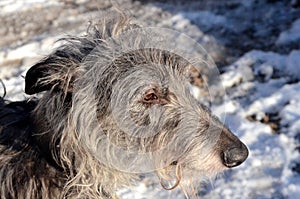 Side view of the tousled face of a Scottish Deerhound