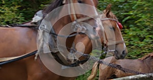 Side view tracking shot of purebred brown horses in harness pulling carriage in slow motion. Graceful animals running on