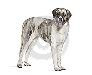 Side view of a Transmontano Mastiff dog, looking a the camera photo