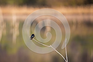 Side view of a tree swallow perched on a branch at the edge of the LÃ©on-Provancher marsh