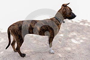 Side view of a Treeing Tennessee Brindle dog standing on the ground