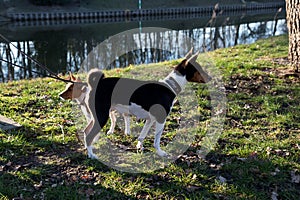 Side view of a tri color basenji in front of its puppy on a grass area in meppen emsland germany