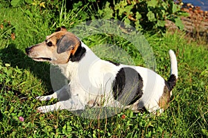 Side view on a tri color jack russell terrier lying in the grass area in meppen emsland germany in multi colored