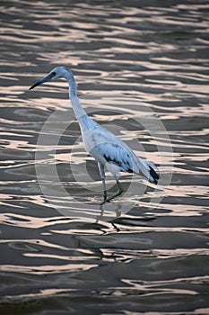 Side View of a Tricolored Heron in the Water