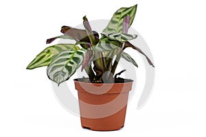 Side view of tropical `Ctenanthe Burle Marxii` house plant with exotic stripe pattern on leaves in flower pot on white background