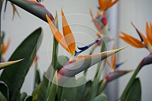 Side view of tropical plant, Orange Bird of Paradise flower, Strelitzia reginae,