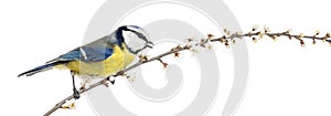 Side view of tweeting Blue Tit perching on a blossoming branch