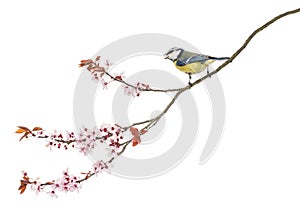 Side view of a tweeting Blue Tit perching on a blossoming branch