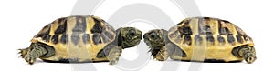 Side view of two baby Hermann's tortoise facing each other