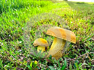 Side view two bolete fungus, wrinkled Leccinum or Leccinum rugosiceps with stem, yellowish cap, gills growing on low grass of