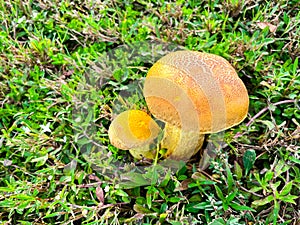 Side view two bolete fungus, wrinkled Leccinum or Leccinum rugosiceps with stem, yellowish cap, gills growing on low grass of