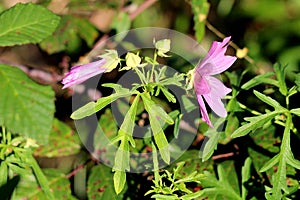 Side view of two Common mallow or Malva sylvestris plant bright pinkish purple with dark stripes flowers around closed flower buds photo