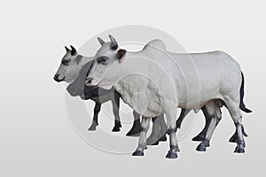 Side view, two cows, white and black cows and two black buffalo are standing and looking on white background, animal, object,