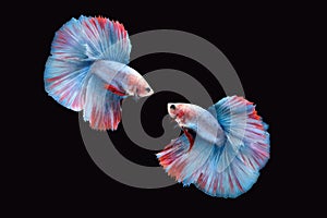 Side view of two Double tail grizzle betta siamese fighting fish in blue white red color isolated on black background