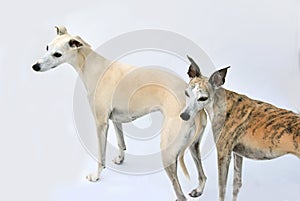 Side view of two gracile whippets