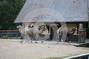 Side view of two humped camel standing in corral under sunlight at zoo
