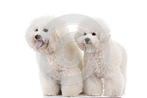 Side view of two panting bichon frise puppies standing
