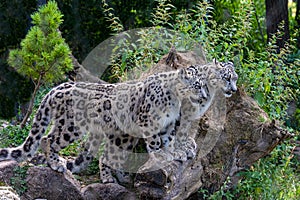 Side view of two snow leopards Panthera uncia