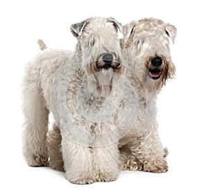Side view of Two Soft-coated Wheaten Terriers photo
