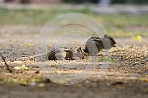 Side view of Two squirrel  sitting on ground  and eating food