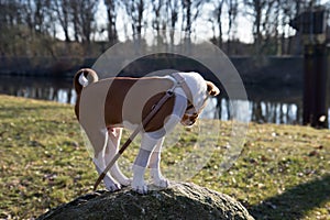 Side view of a two tone basenji puppy looking and standing on a rock in meppen emsland germany