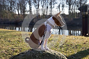 Side view of a two tone basenji puppy sitting on a rock in meppen emsland germany