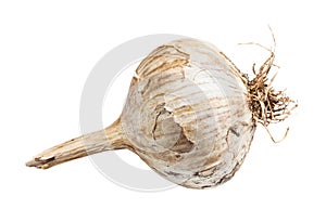 Side view of unpeeled bulb of chinese Solo garlic