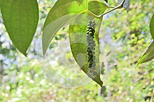 Side view of an unripe Black pepper spike hanging from the vine twig