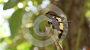 Side view of a Variegated Flutterer dragonfly perched on top of a dry stem tip barely keeping his balance from the heavy wind
