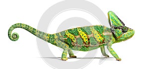 Side view of a veiled chameleon, Chamaeleo calyptratus
