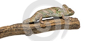 Side view of a Veiled chameleon standing on a branch