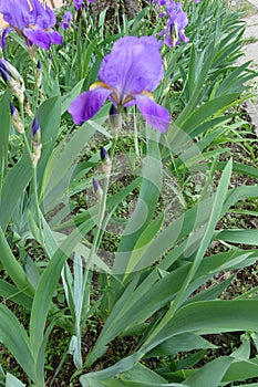 Side view of violet flower of Iris germanica