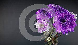 side view of violet and white color chrysanthemum flowers bouquet isolated at black background with copy space