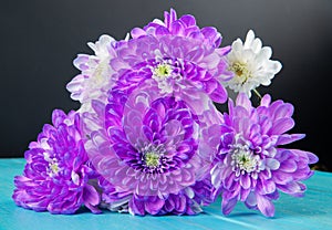 side view of violet and white color chrysanthemum flowers bouquet isolated at blue and black background