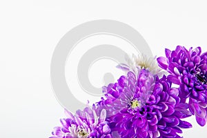 side view of violet and white color chrysanthemum flowers bouquet isolated on white background with copy space