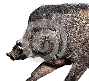 Side view of a Visayan warty pig showing its tusks, Sus cebifrons negrinus, Isolated on white