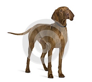 Side view of Viszla dog, standing photo