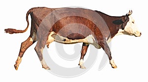 Side view of a walking brown cow