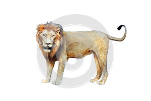 Side view of walking lion looking at camera