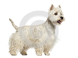 Side view of a West Highland White Terrier panting, 18 months